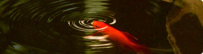 An Image Slideshow